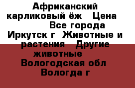 Африканский карликовый ёж › Цена ­ 6 000 - Все города, Иркутск г. Животные и растения » Другие животные   . Вологодская обл.,Вологда г.